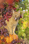 domestic cat