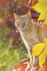 domestic cat