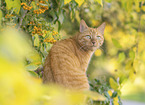 domestic cat