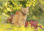 domestic cat