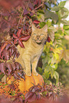 domestic cat