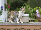 young cat