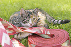 young cat