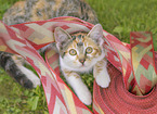 young cat