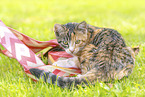 young cat