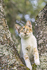 young cat
