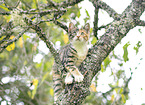 young cat