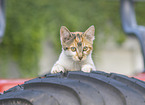 young cat