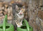 young cat