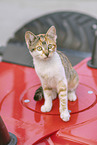 young cat