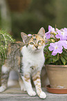 young cat