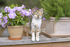 young cat