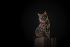 Domestic Cat