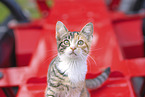 young domestic cat