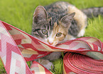 young domestic cat