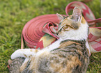 young domestic cat