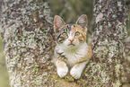 young domestic cat