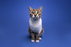 young cat