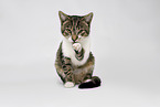 young cat