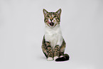 young cat