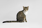 young cat