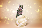 domestic cat