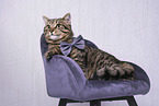 domestic cat