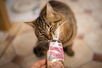 domestic cat