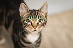 domestic cat