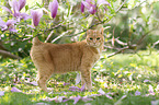 ginger cat