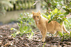 ginger cat
