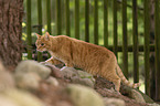 ginger cat