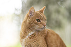 ginger cat