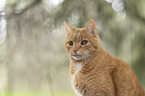 ginger cat