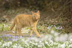 domestic cat