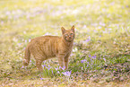domestic cat