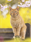 domestic cat