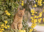 domestic cat