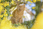 domestic cat