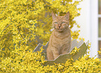 domestic cat