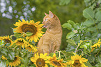 domestic cat