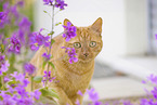 domestic cat