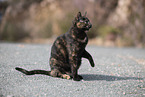 cat