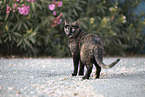cat