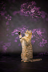 Bengal-British-Shorthair-Cat