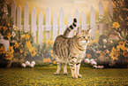 Bengal-British-Shorthair-Cat