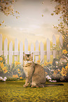 Bengal-British-Shorthair-Cat