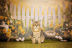 Bengal-British-Shorthair-Cat