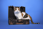 domestic cat