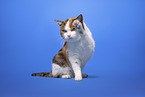 domestic cat